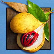 Nutmeg in the Banda Islands
