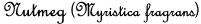 Nutmeg (Myristica fragrans)
